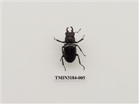 藏品(黑腳深山鍬形蟲)的圖片